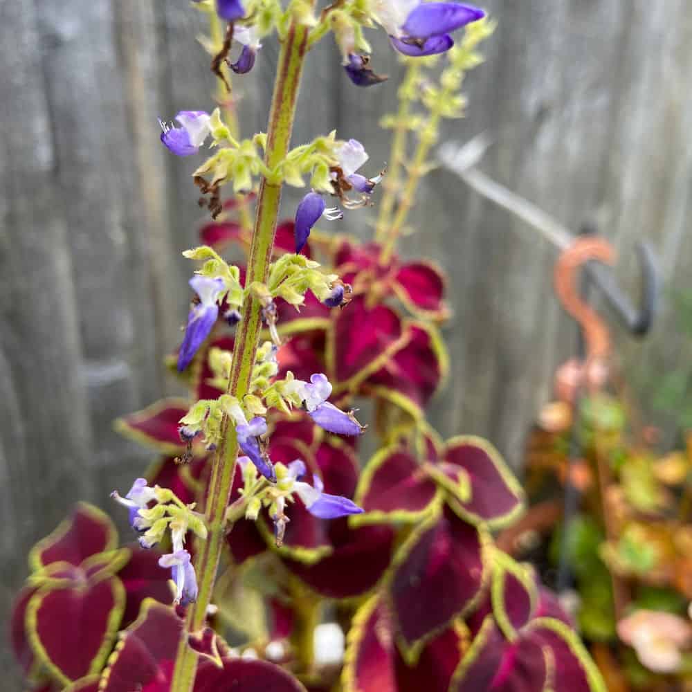 Garden Design image