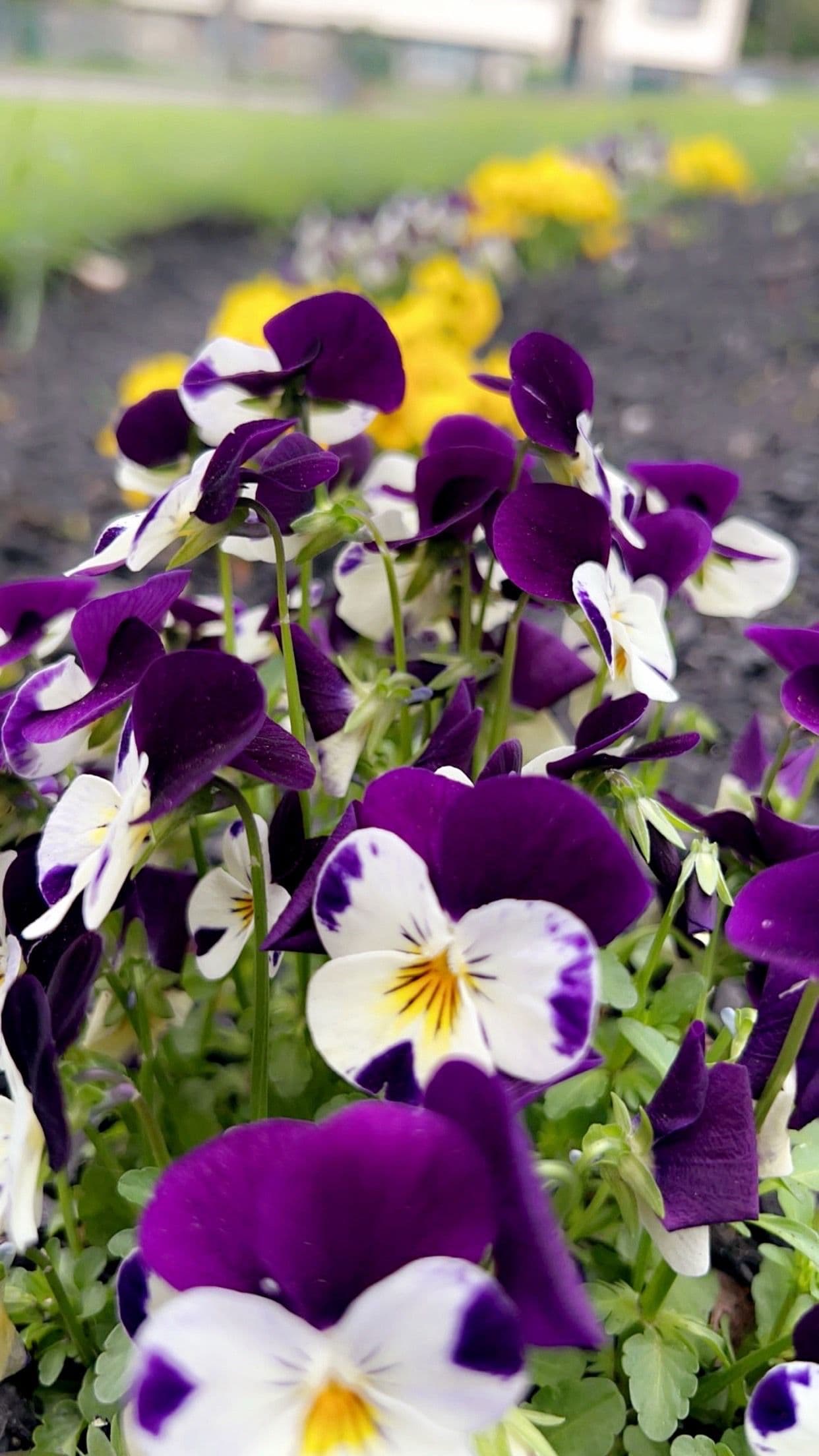 Spring Seasonal Color That Makes Your Yard Come Alive image